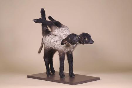 Monstres et merveilles