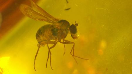 Piège à insectes du passé