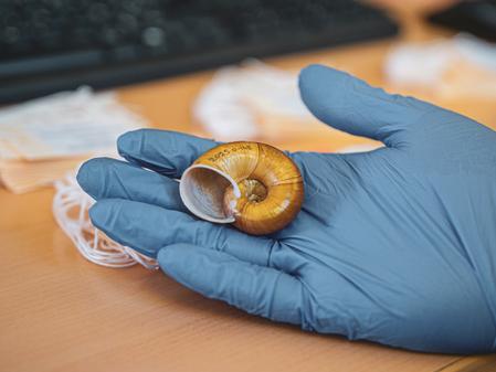 Opération escargot #1