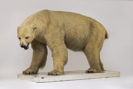L'envol de l'ours